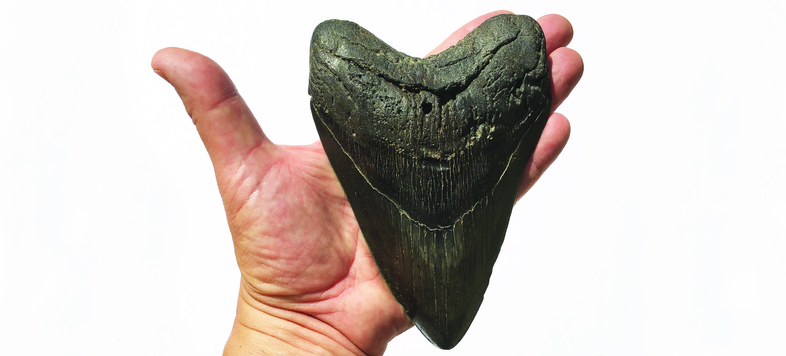 Megalodon banner